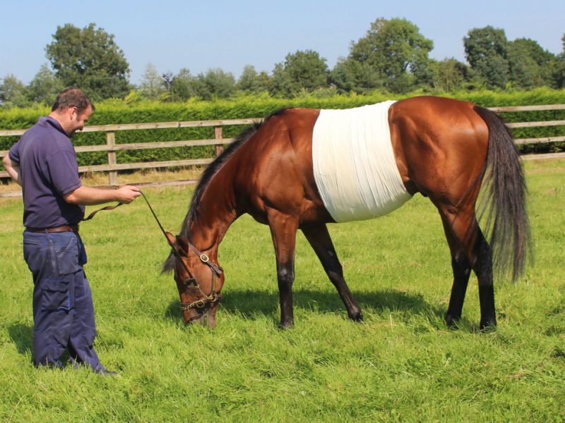 Recherchons palefrenier