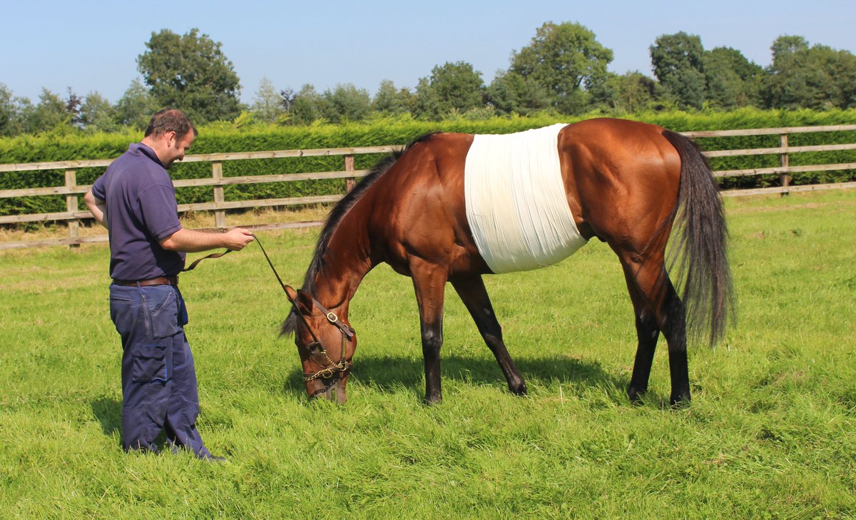 Recherchons palefrenier