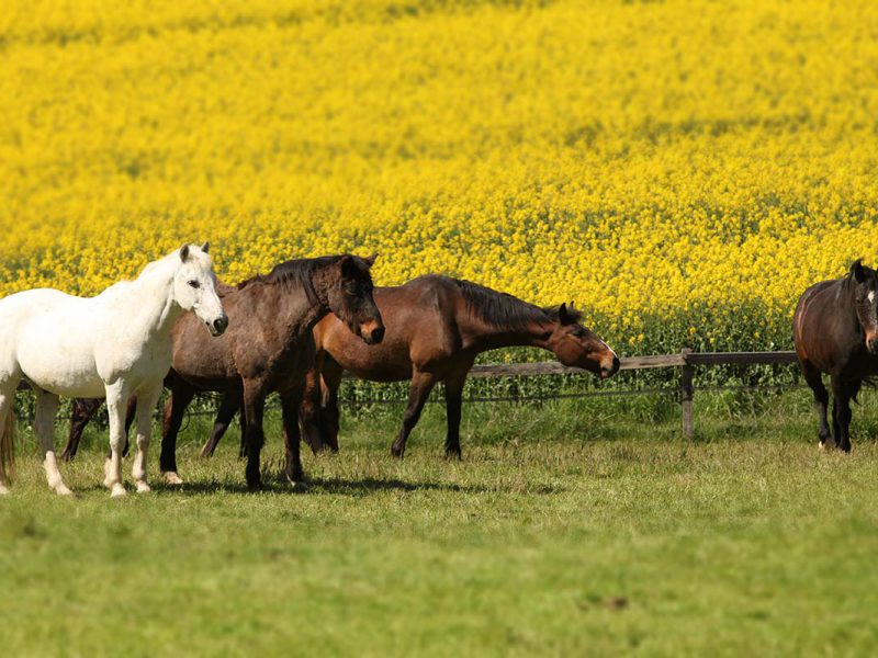Article swiss-equestrian.ch