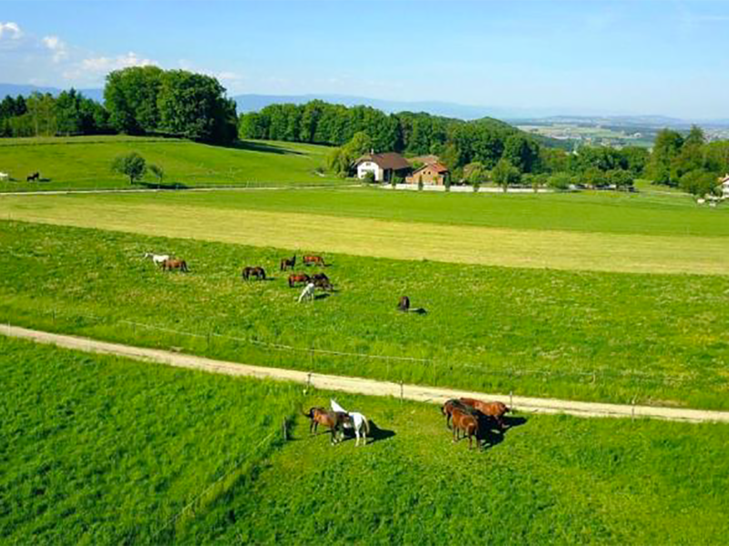 Paradis du cheval depuis 40 ans 
